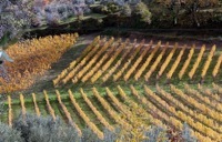 Chianti Tour