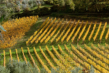 Chianti vineyard